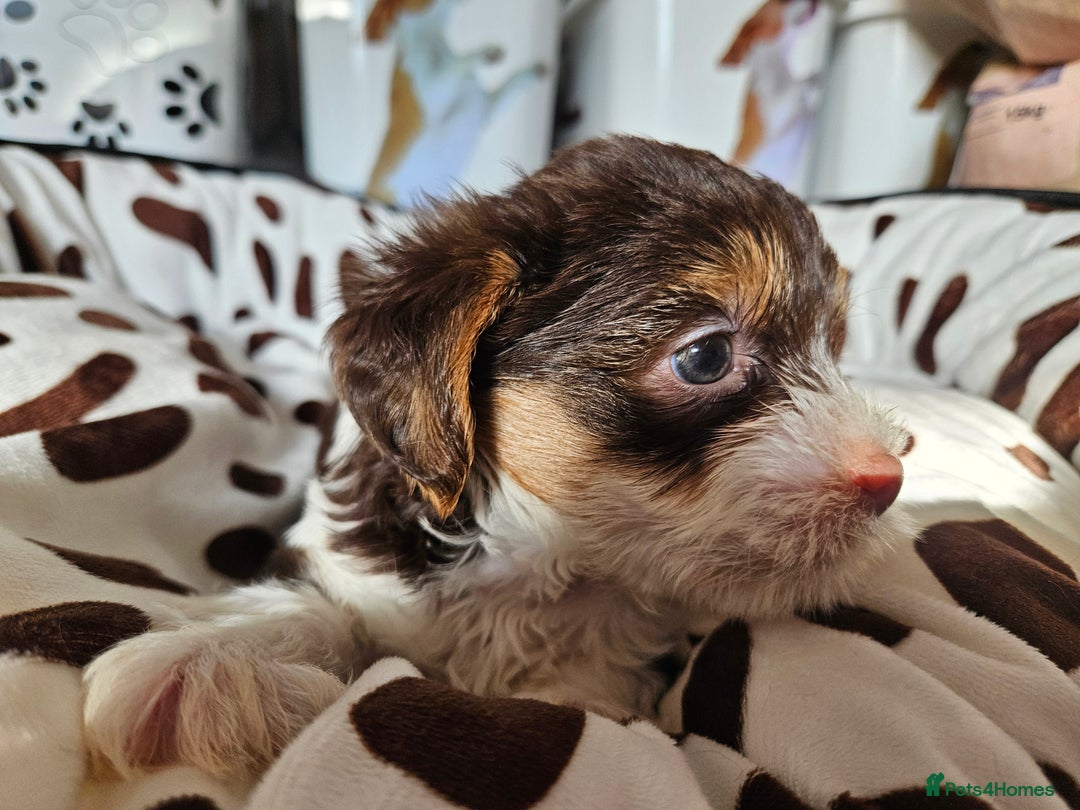 Yorkshire Terrier dogs for sale: DNA TESTED Father - Yorkshire Terrier puppies  - Image 31