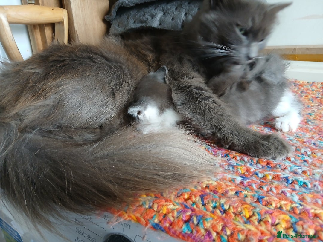 Mixed Breed cats for sale: 3 [remaining] girl kittens looking for new homes - Image 22