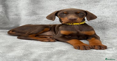 Dobermann dogs - Advert 1