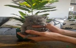 British Shorthair cats for sale: Stunning British short hair GCCF/TICA - Advert 5