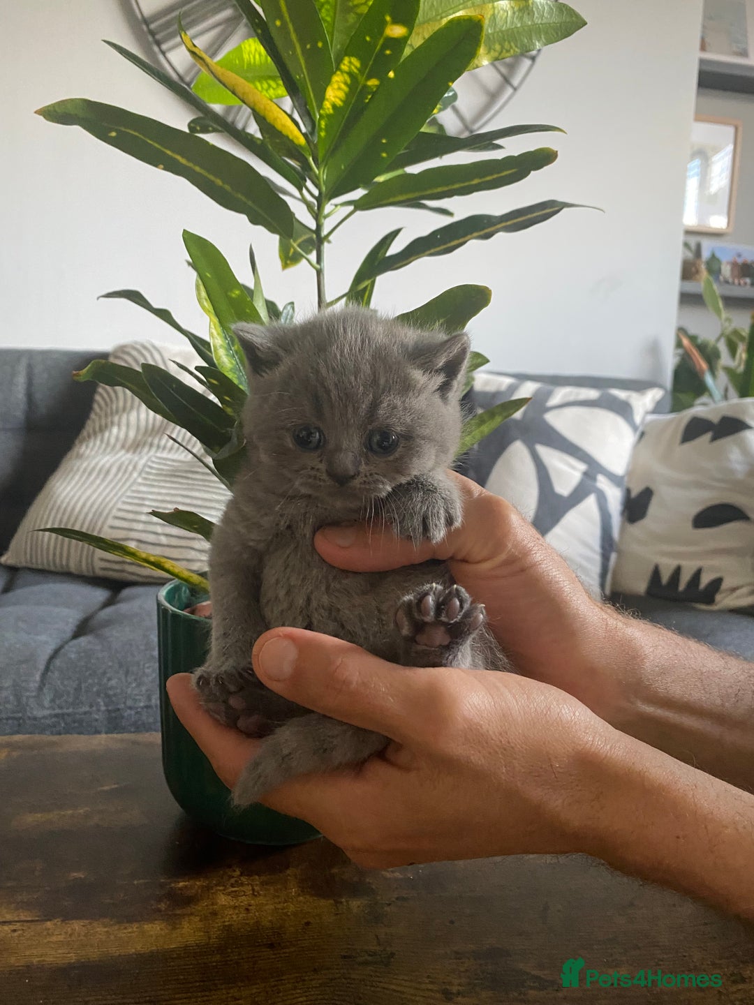 British Shorthair cats for sale: Stunning British short hair GCCF/TICA - Advert 5