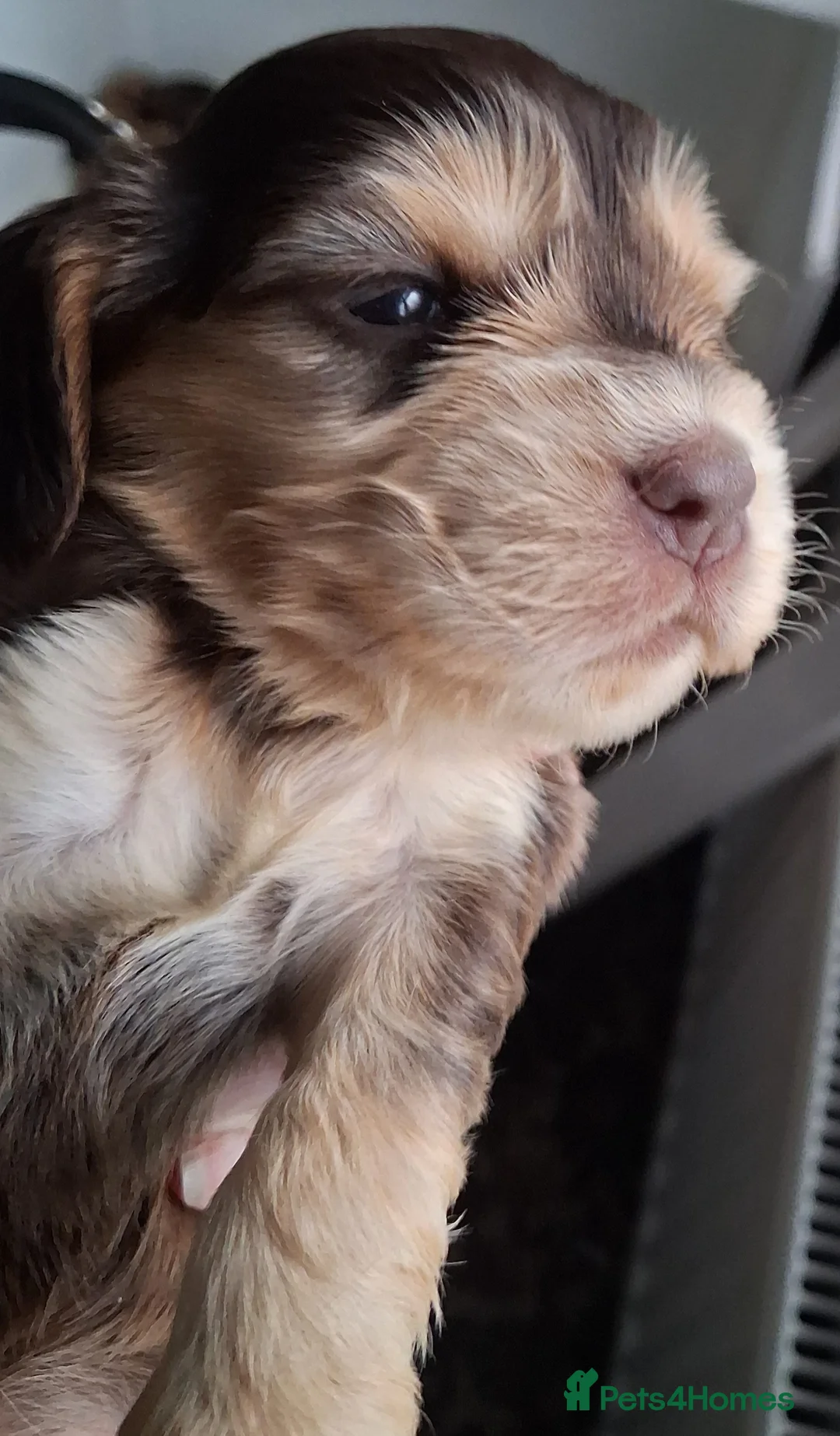Cocker Spaniel dogs for sale: Absolutely Stunning Show Cocker Spaniels - Advert 14
