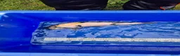 Koi Carp fish for sale: Pond closure - Advert 9