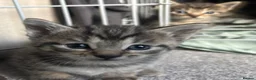 Mixed Breed cats for sale: 7 x Gorgeous kittens  - Advert 3