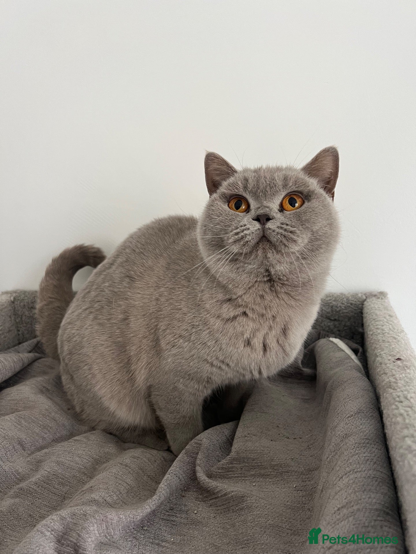 British Shorthair cats for sale: Active GCCF Lilac Female - Advert 2