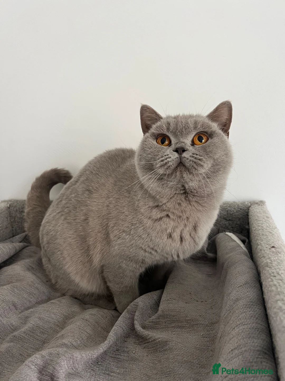 British Shorthair cats for sale: Active GCCF Lilac Female - Advert 1
