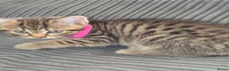 Norwegian Forest Cat cats for sale: Norwegian Forest cat X Bengal!  - Advert 16