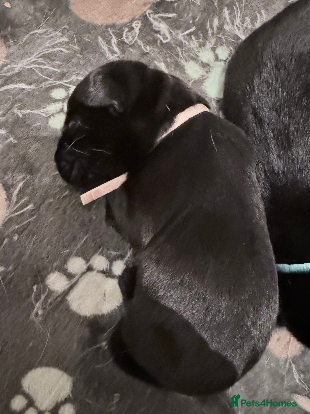 Labrador Retriever dogs for sale: 10 stunning KC reg black and yellow - Advert 8