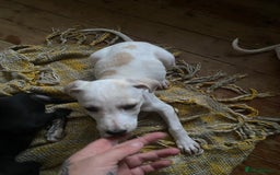 Mixed Breed dogs for sale: Lurcher  - Image 6