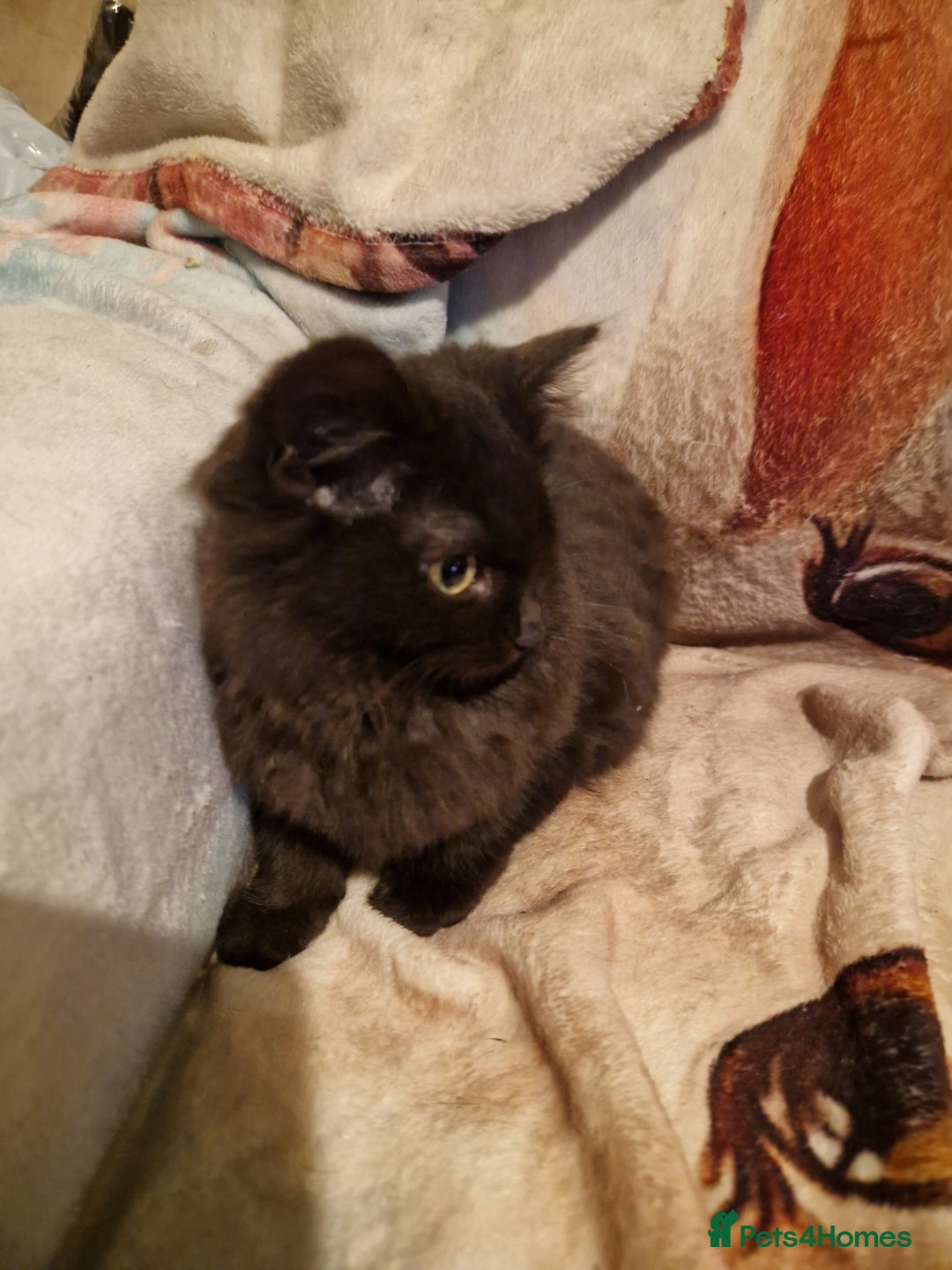 Mixed Breed cats for sale: Kittens for sale  - Advert 9