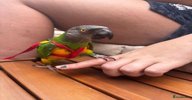Parrots birds - Advert 6
