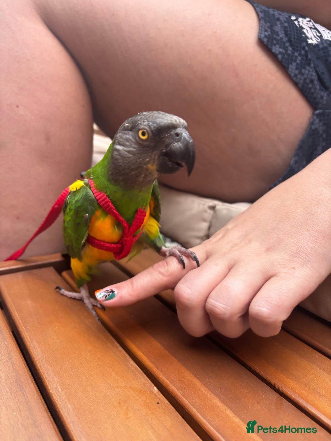 Parrots birds for sale: Silly tame 2 y/o Senegal parrot  - Image 2