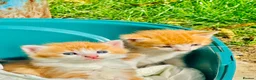 Mixed Breed cats for sale: Mixed breed kittens - Advert 21