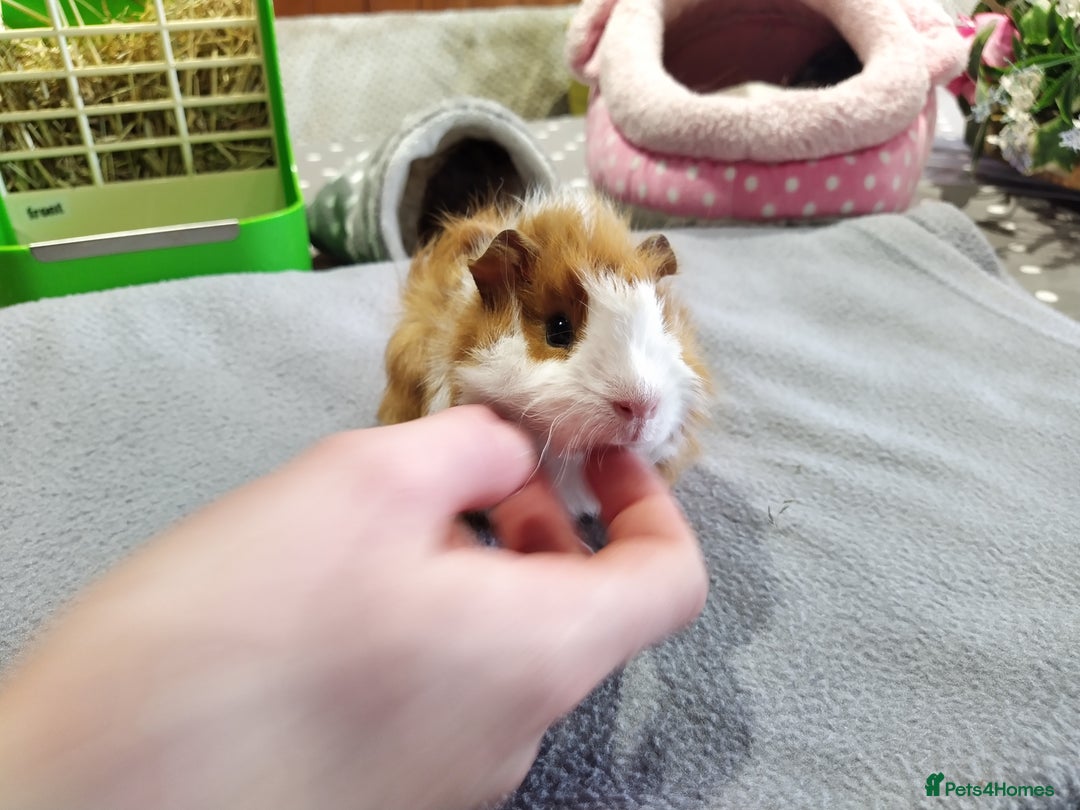 Guinea Pig rodents for sale: Five gorgeous male guinea pigs different breeds in Milnthorpe - Image 22