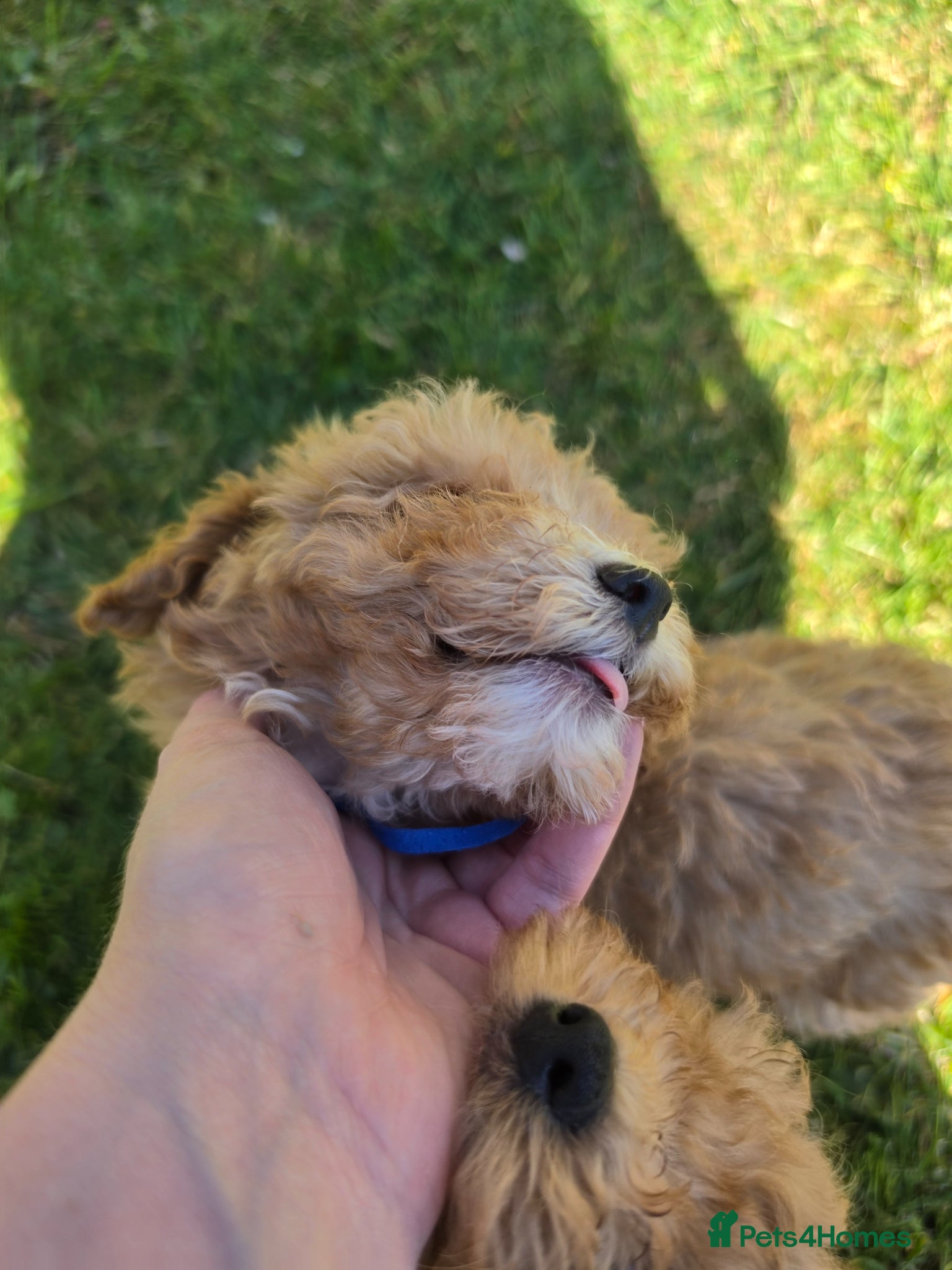 Poochon dogs for sale: Boys 850 , Girls 1050  - Advert 26