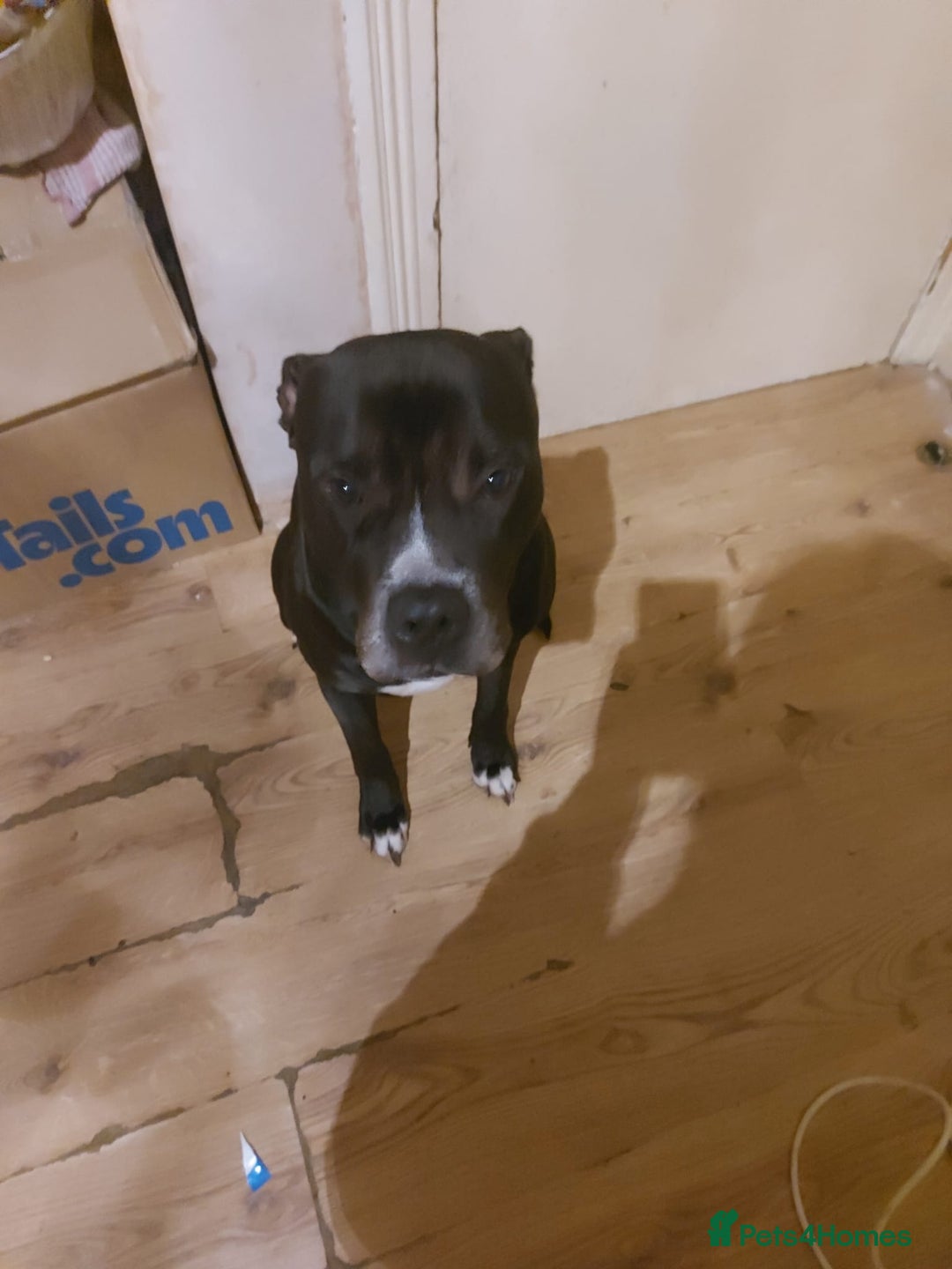 Mixed Breed dogs for sale: Corni corsa cross  - Advert 4