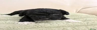 Cockapoo 1