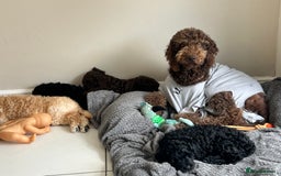 Bernedoodle dogs for sale: Bernedoodle girl ready now - Image 5