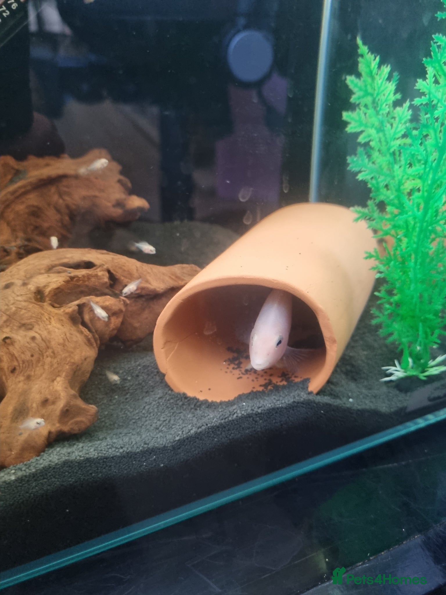 Cichlids fish CICHLIDS READY TO GO  - Advert 1