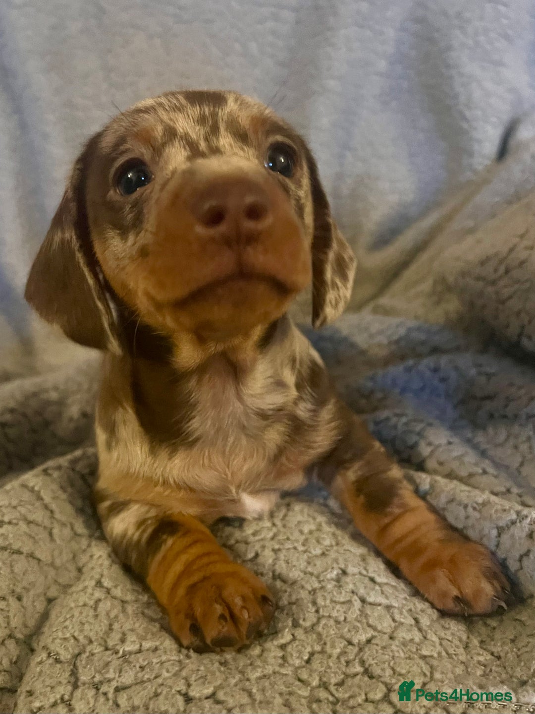 Miniature Dachshund dogs for sale: STUNNING MINI SMOOTH HAIR PRA CLEAR DACHSHUND PUPS - Advert 14