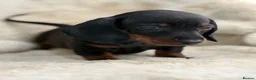 Miniature Dachshund dogs for sale: Stunning mini smooth dachshund puppies  - Advert 12