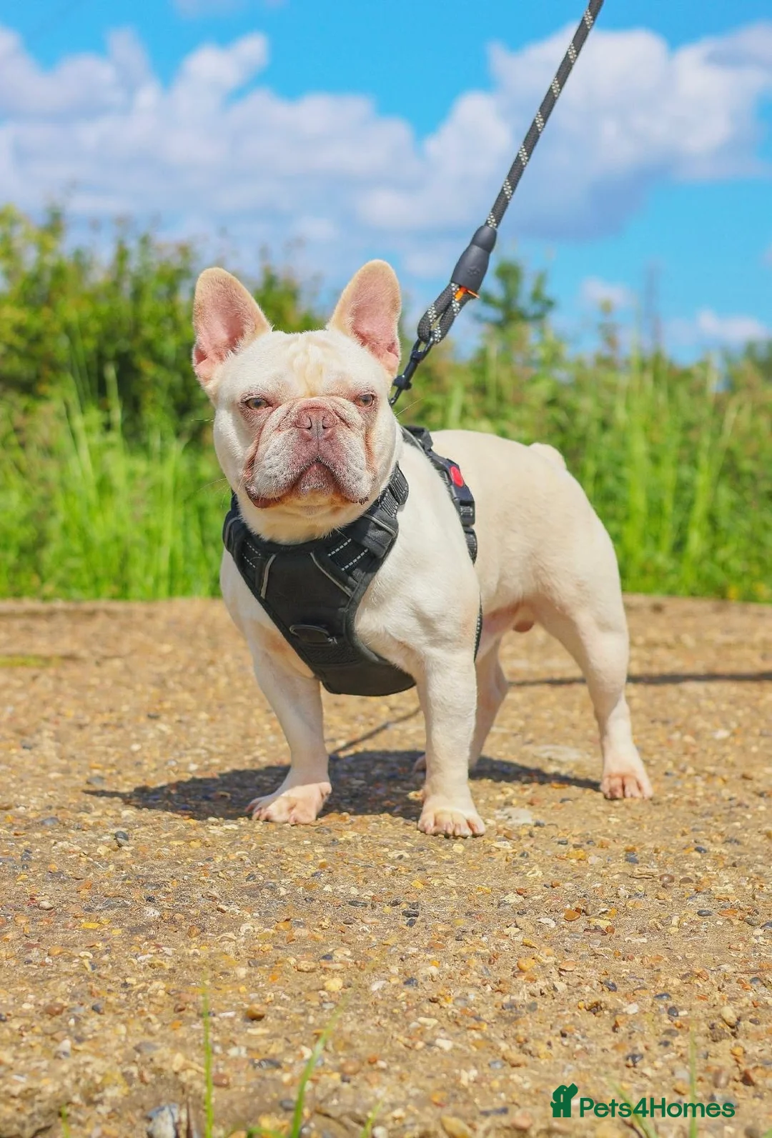 French Bulldog dogs for stud: Lilac tan pink testable fluffy French bulldog stud in Basildon - Advert 4