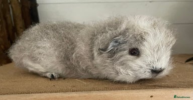 Guinea Pig rodents - Advert 14
