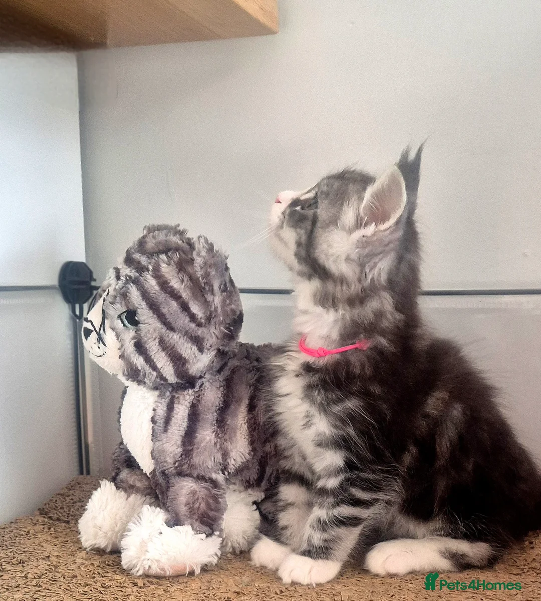 Maine Coon cats for sale: 🎀 Outstanding GCCF Pedigree Maine Coon Kittens  - Advert 8