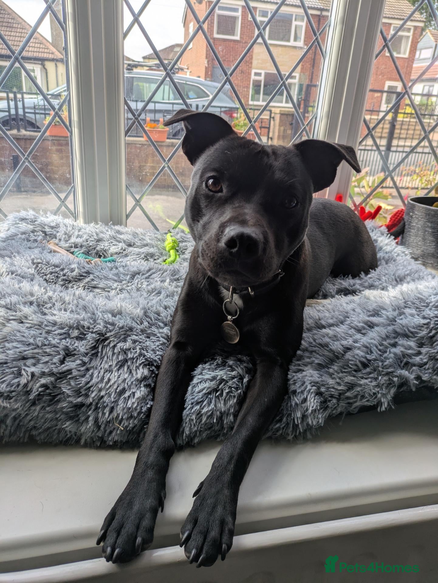 Mixed Breed dogs Smudge - 2 year old Staffie cross - Advert 1