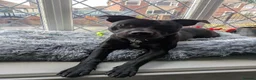 Mixed Breed dogs for sale: Smudge - 2 year old Staffie cross in Leeds - Advert 1