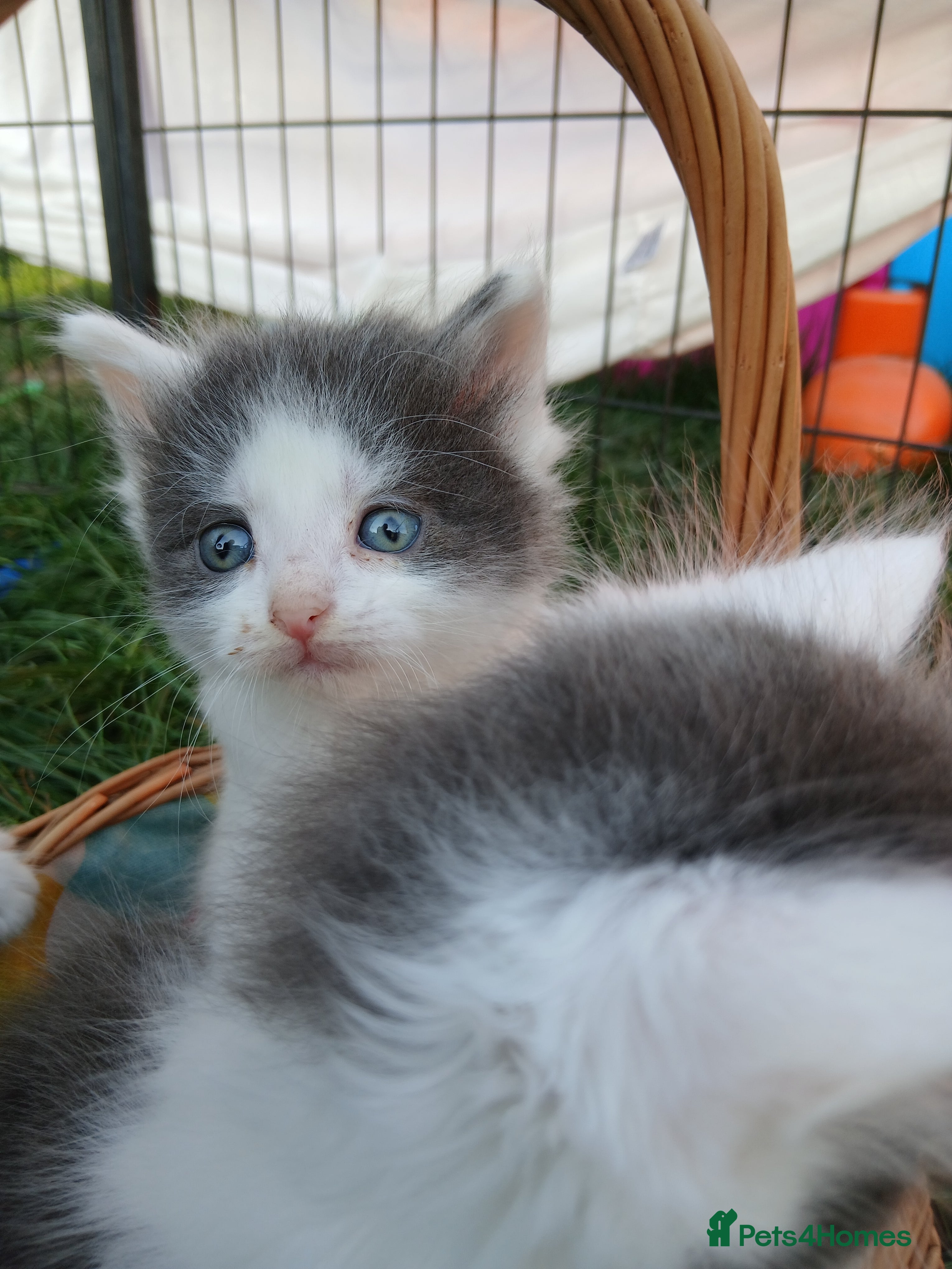 British Longhair cats Stunning british longhair kittens  - Advert 2