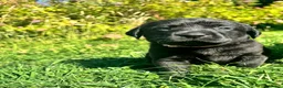 Labrador Retriever dogs for sale: Exceptional KC Labrador Puppies from Working Line  - Advert 38