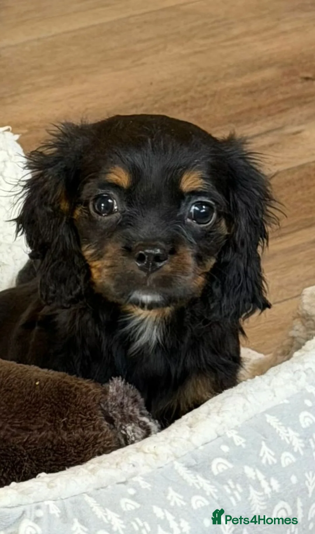 Cavalier King Charles Spaniel dogs for sale: Beautiful boys - Advert 2