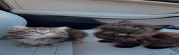 Maine Coon cats for sale: X3 Maine Coon Tabbys  - Advert 2