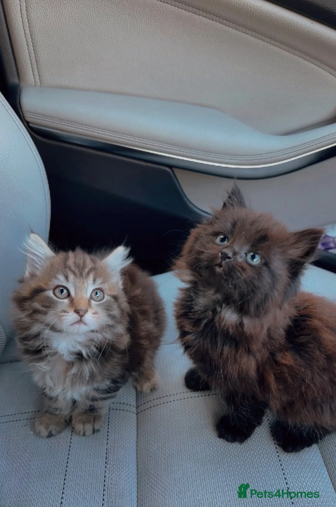 Maine Coon cats for sale: X3 Maine Coon Tabbys  - Advert 2