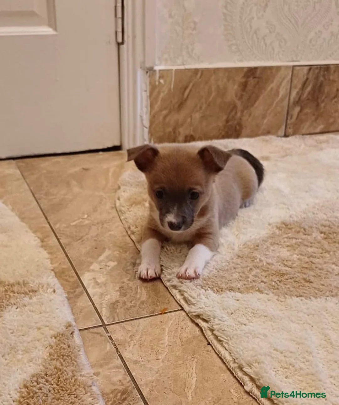 Chihuahua dogs for sale: Chihuahua Puppies  - Advert 8