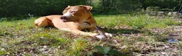American Bulldog dogs for sale:  Chico (2.5-Year-Old American Bulldog) in Chatham - Advert 5