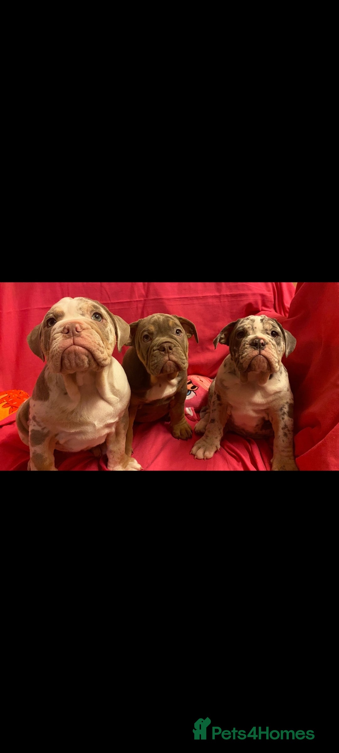 Mixed Breed dogs for sale: F1 olde English bulldog - Advert 27
