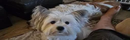 Maltipom dogs for sale: New Home Needed 2.5yr old Maltipom  in St. Neots - Advert 5