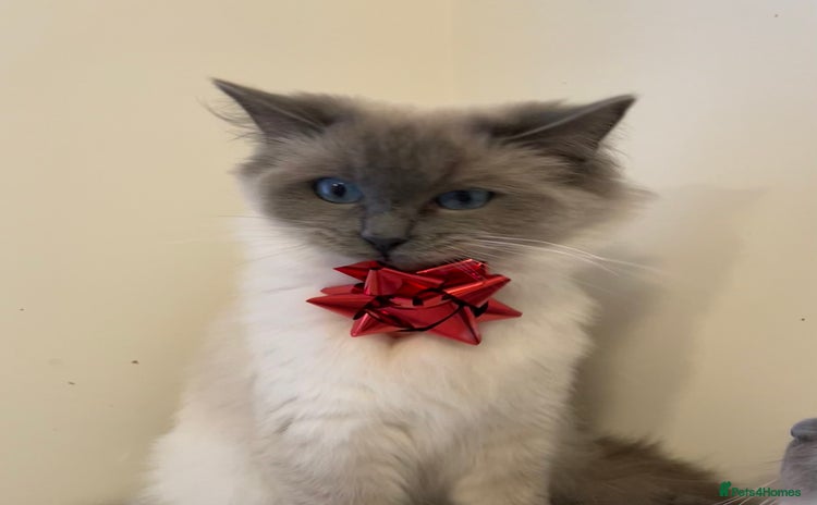 Ragdoll cats Blue point ragdoll  - Advert 13