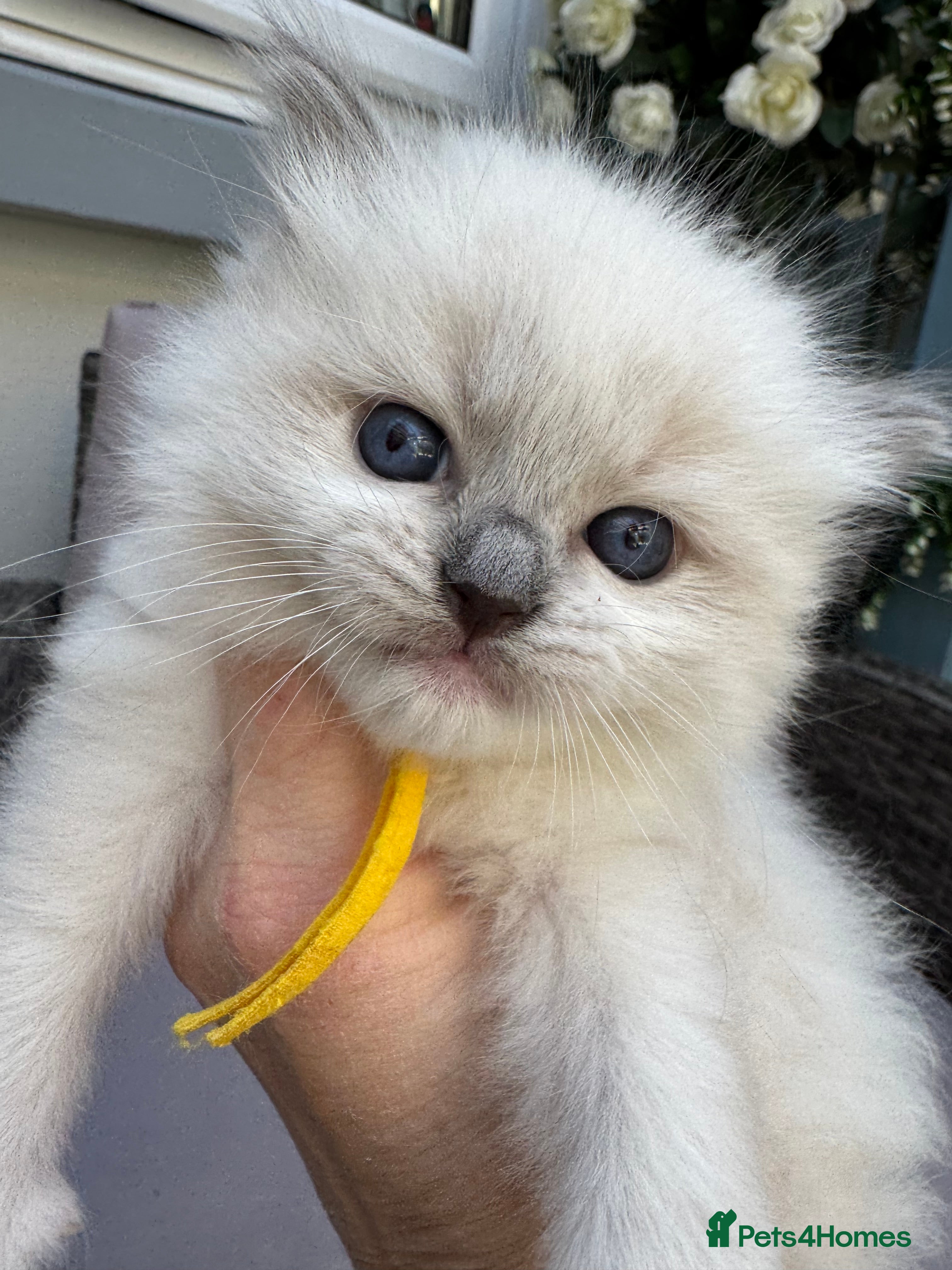 Ragdoll cats 🏆Gccf stunning ragdoll kittens (GRCH PARENTS 🥇) - Advert 2