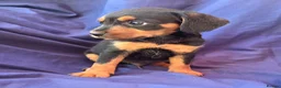 Jack Russell dogs for sale: Beautiful jack russell puppies ready now - Advert 21