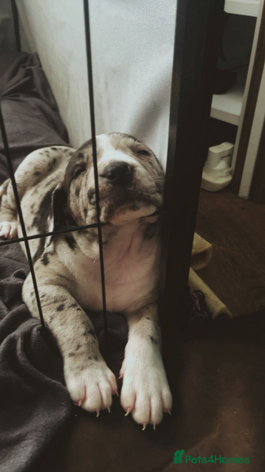 Presa Canario dogs for sale: Beautiful presa canario X alpha blue blood bulldog - Advert 11