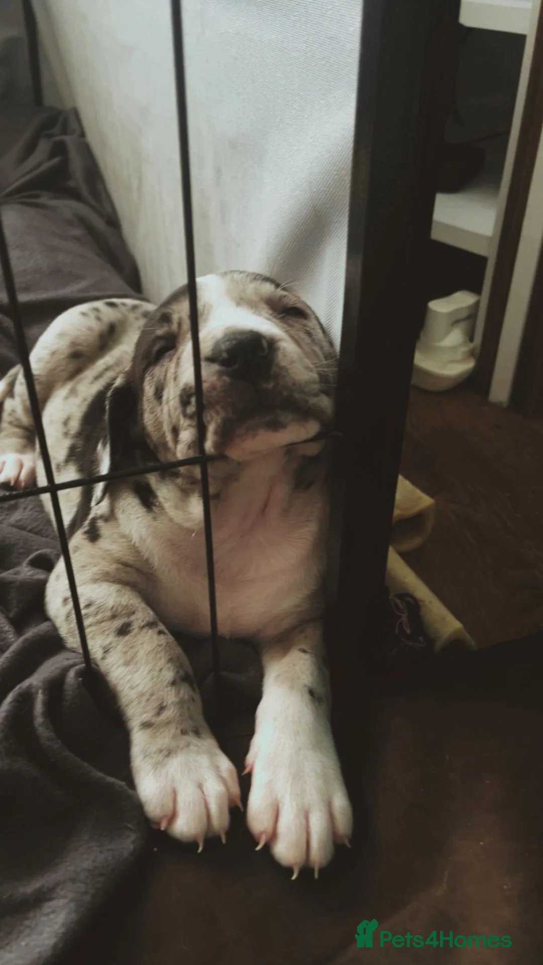 Presa Canario dogs for sale: Beautiful presa canario X alpha blue blood bulldog - Advert 10