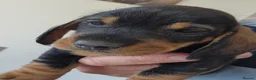 Dachshund dogs for sale: Working teckel pups.  - Advert 17