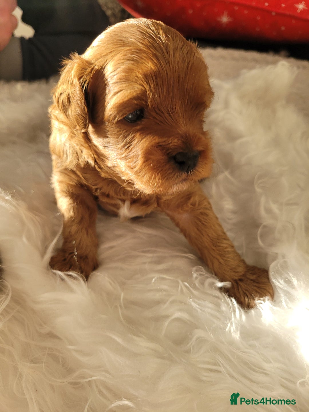 Cavapoo dogs for sale: Adorable mini Cavapoo puppies F1bb - Advert 11