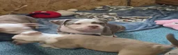 American Bully dogs for sale: Our Pocket Bully puppies  - Advert 22