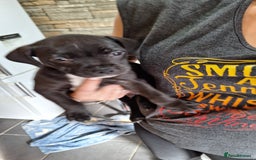 Staffordshire Bull Terrier dogs for sale: Mrs v e collier  - Image 6