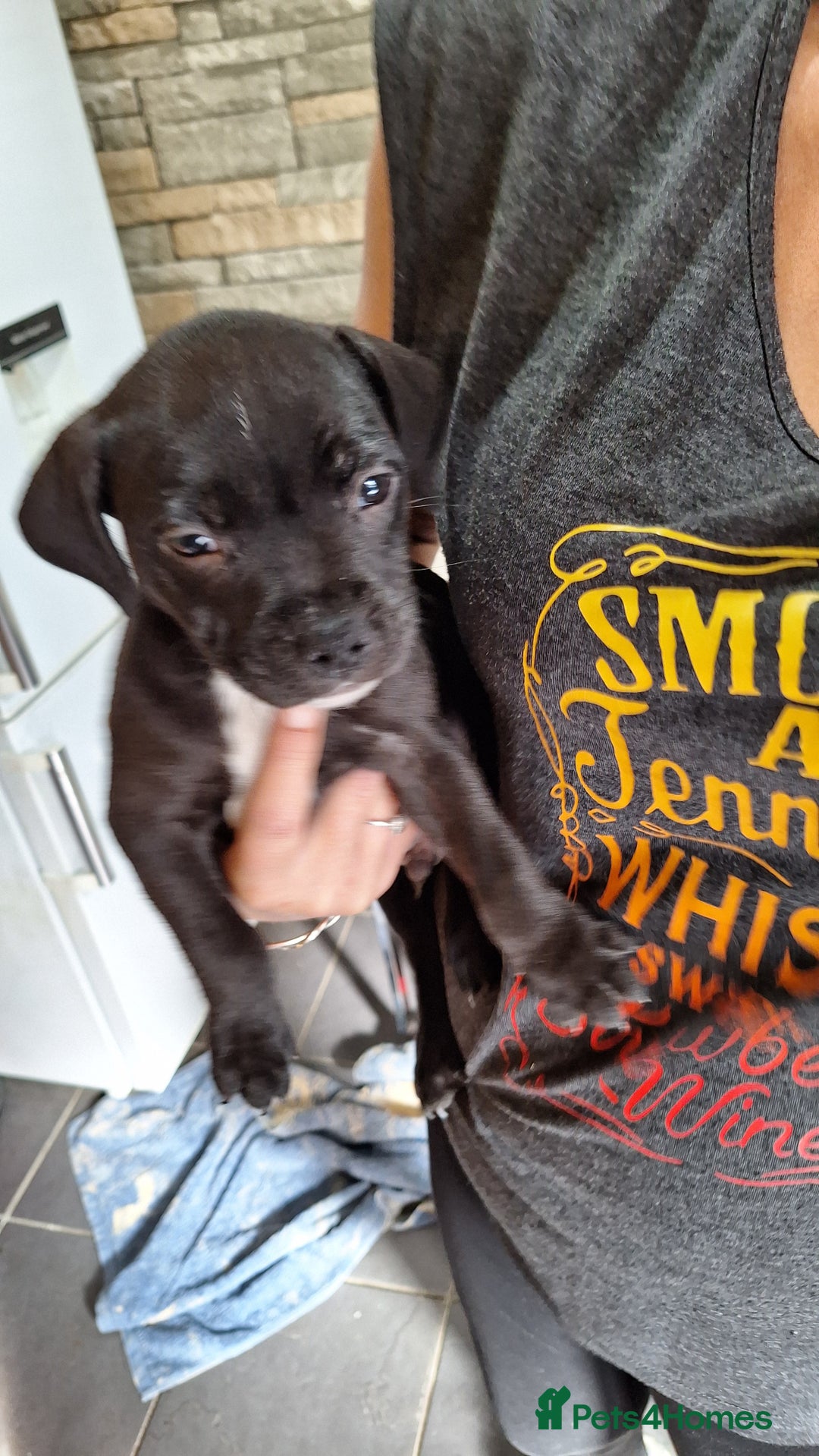 Staffordshire Bull Terrier dogs for sale: Mrs v e collier  - Image 6