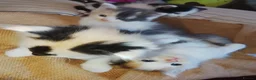 Maine Coon cats for sale: Beautiful Maine Coon babies looking for families - Advert 5